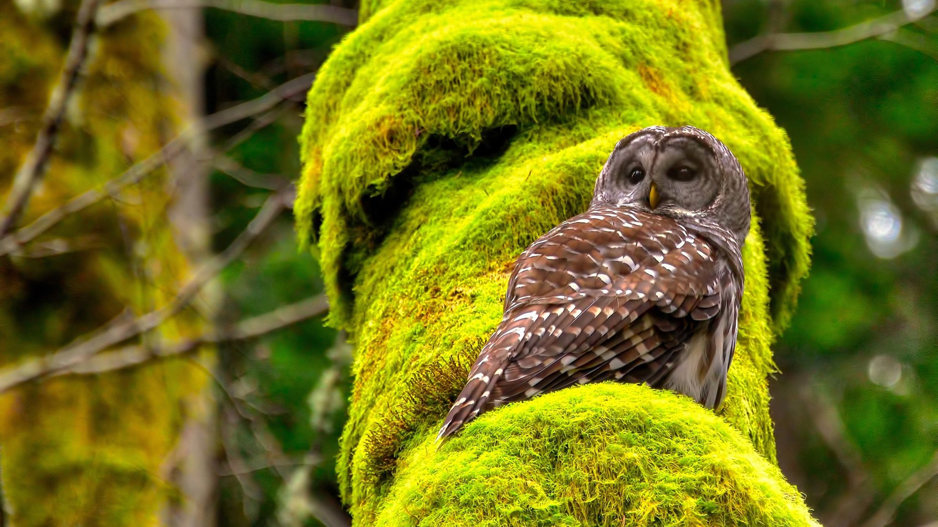 波波维奇决赛发挥成赛场大赢家，波波维奇胜场最新2021