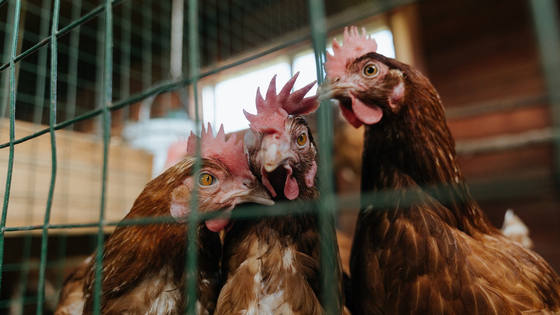 蛙泳赛场突尼斯继续刷新排名，蛙泳游泳比赛