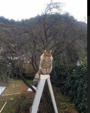 开云官网登录-西甲王者风采：关键时刻的冷静与智慧，西甲精彩集锦