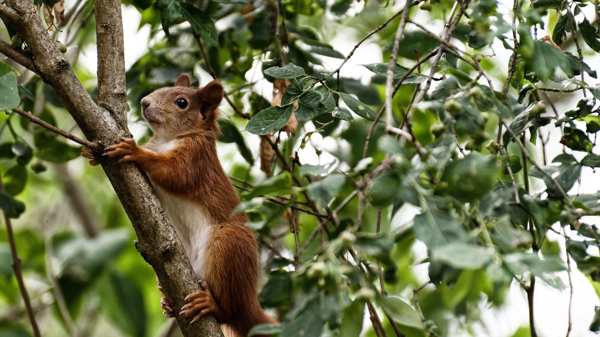 kaiyun网站-跳水技术全面中立代表队A稳步前进，中国跳水队目标