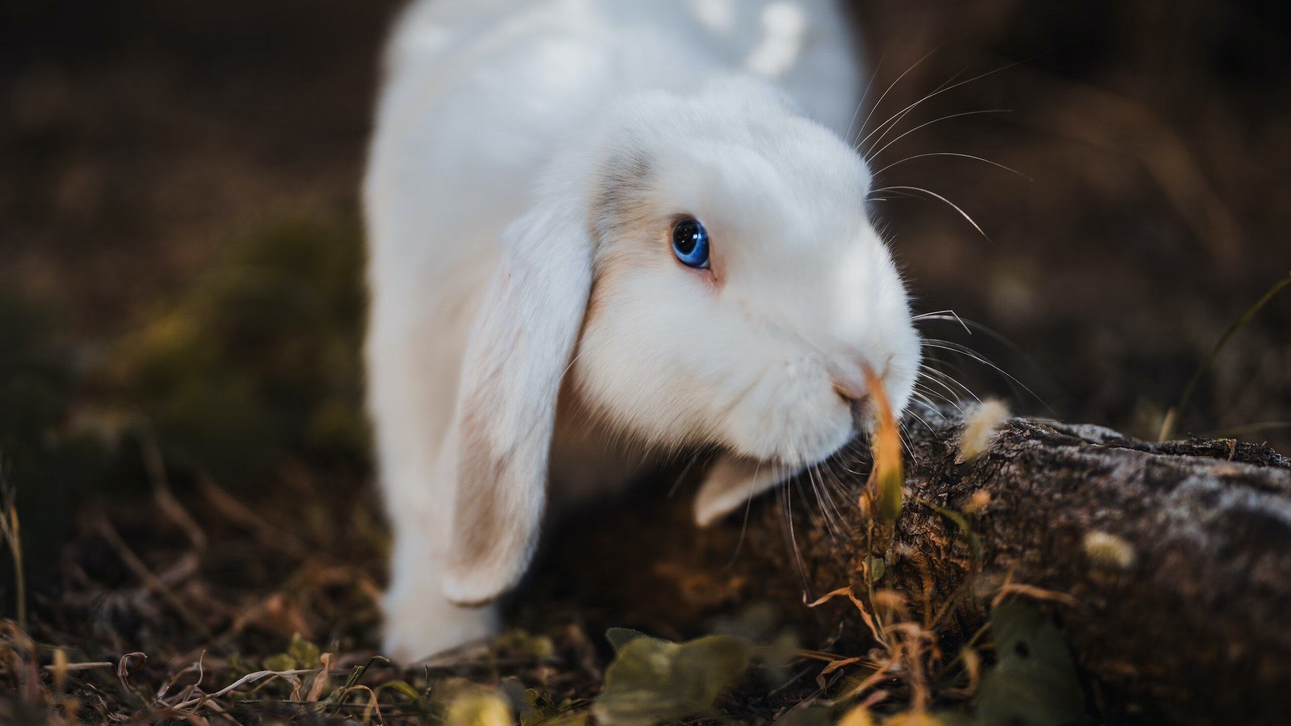 跳水技术全面中立代表队A稳步前进，中国跳水队目标